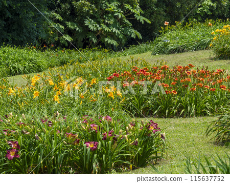 Hemerocallis flowers blooming in a botanical garden Hemerocallis flowers blooming in a botanical garden 115637752