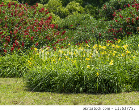 Hemerocallis flowers blooming in a botanical garden Hemerocallis flowers blooming in a botanical garden 115637753