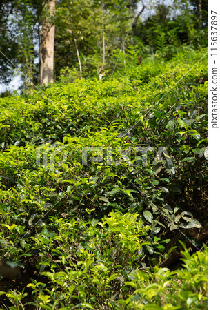 high mountain tea plantation in Sri Lanka high mountain tea plantation in Sri Lanka 115637897
