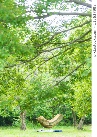 在新鮮綠樹叢中的吊床上放鬆身心 115637998
