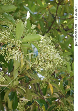 三五樹芽/2023 年 5 月 115638052