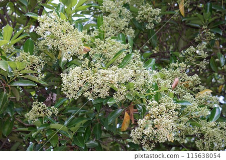 三五樹芽/2023 年 5 月 115638054