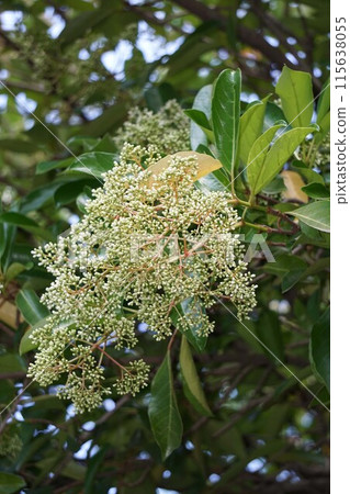 三五樹芽/2023 年 5 月 三五樹芽/2023 年 5 月 115638055