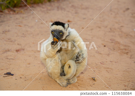 Verreaux's white sifaka with dark head Madagascar island fauna. 115638084