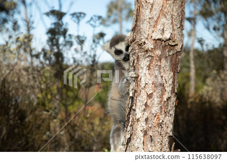 ring-tailed gray lemur in natural environment Madagascar 115638097