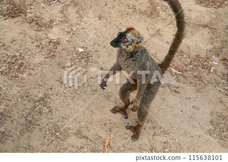 Common brown lemur (Eulemur fulvus) with orange eyes. 115638101