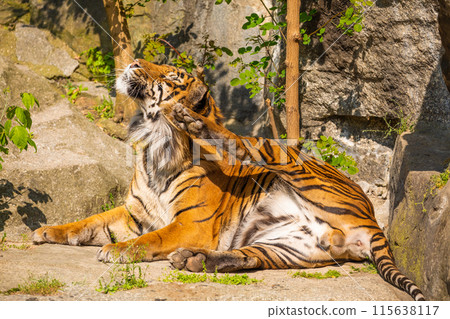 critically endangered Sumatran tiger 115638117