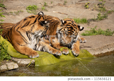 critically endangered Sumatran tiger critically endangered Sumatran tiger 115638121