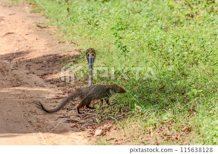 mongoose fights with an aggressive cobra in the wild mongoose fights with an aggressive cobra in the wild 115638128