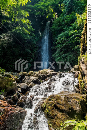 Yoro Falls (Yoro Park, Yoro Town, Gifu Prefecture) 115638129