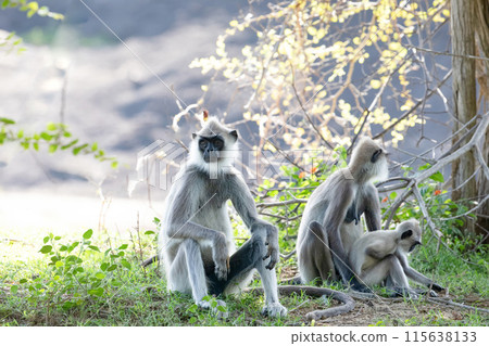 black faced grey langur monkey in Yala National Park, Sri Lanka 115638133