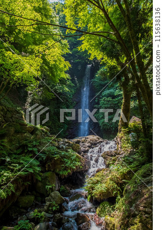 Yoro Falls (Yoro Park, Yoro Town, Gifu Prefecture) Yoro Falls (Yoro Park, Yoro Town, Gifu Prefecture) 115638136
