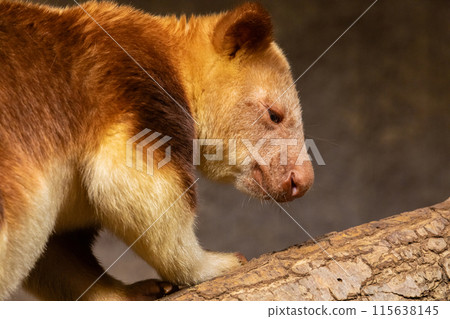 Goodfellow's Tree Kangaroo, dendrolagus goodfellowi buergersi 115638145