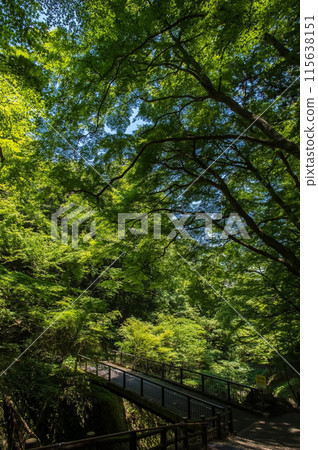 養老瀑布散步道沿途風景[岐阜縣養老町養老公園] 115638151