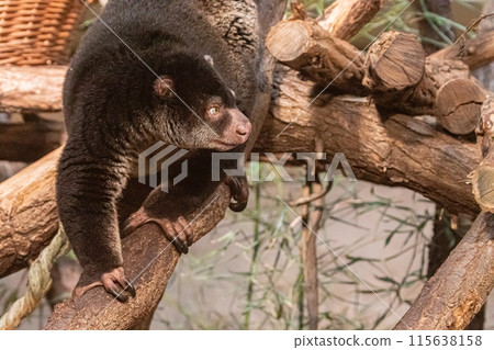 cute wild bear cuscus aulirops ursinus arboreal against blure background. cute wild bear cuscus aulirops ursinus arboreal against blure background. 115638158