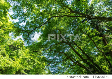 Green maples on the promenade to Yoro Falls, Yoro Park, Yoro Town, Gifu Prefecture Green maples on the promenade to Yoro Falls, Yoro Park, Yoro Town, Gifu Prefecture 115638160