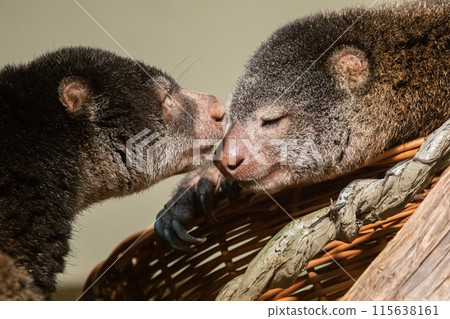 cute wild bear cuscus aulirops ursinus arboreal against blure background. 115638161