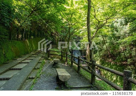 養老瀑布散步道沿途風景[岐阜縣養老町養老公園] 115638170