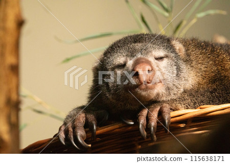 cute wild bear cuscus aulirops ursinus arboreal against blure background. 115638171