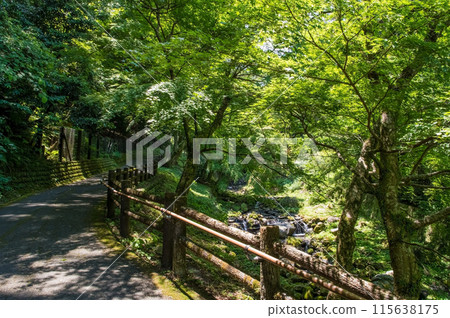 Scenery along the promenade to Yoro Falls (Yoro Park, Yoro Town, Gifu Prefecture) Scenery along the promenade to Yoro Falls (Yoro Park, Yoro Town, Gifu Prefecture) 115638175