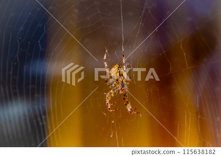 European garden spider, diadem orangie, cross spider 115638182
