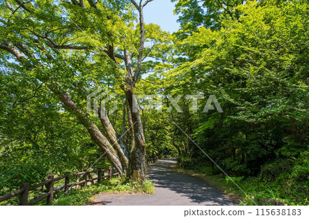 Scenery along the promenade to Yoro Falls (Yoro Park, Yoro Town, Gifu Prefecture) 115638183