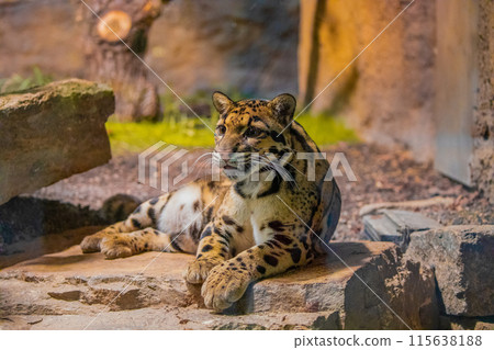 clouded leopard (Neofelis nebulosa) wild cat 115638188