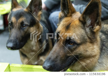 Brown and yellow German Shepherd Dog Close Up Portrait. 115638196