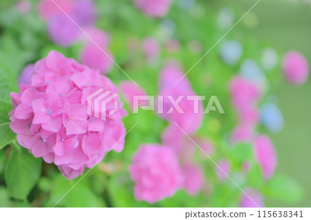 Pink hydrangeas blooming in a park in June - a rainy season image 115638341