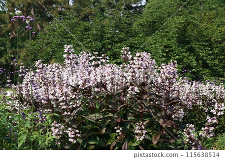 Penstemon's flower 115638514