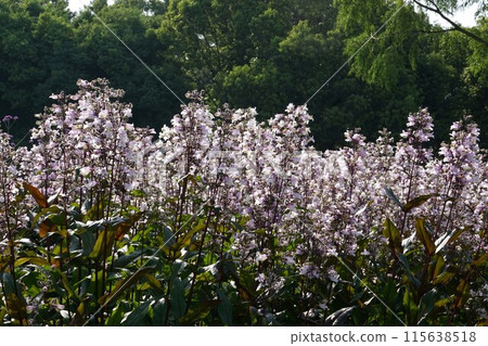 Penstemon's flower 115638518