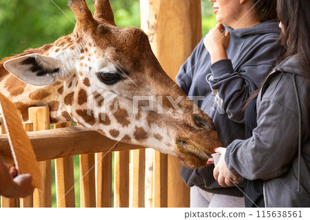 young unrecognizable women hand feeding giraffe 115638561