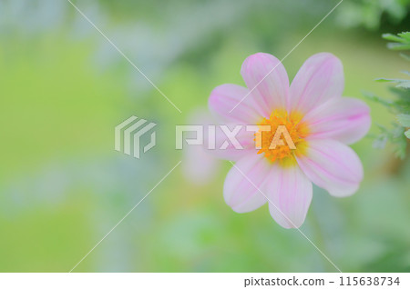 公園裡發現了明亮華麗的大麗花景觀 115638734