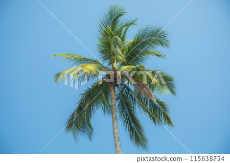 Silhouettes of palm trees against blue sky in hot country. 115638754