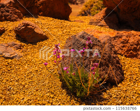 spot in Tenerife with many red rocks and beautiful mountain landscape background spot in Tenerife with many red rocks and beautiful mountain landscape background 115638766