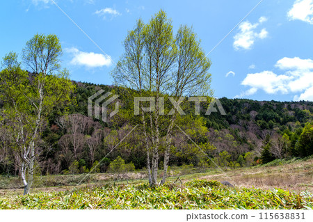 Fresh green of birch forest Fresh green of birch forest 115638831