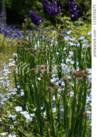 Statis flowers 115638875