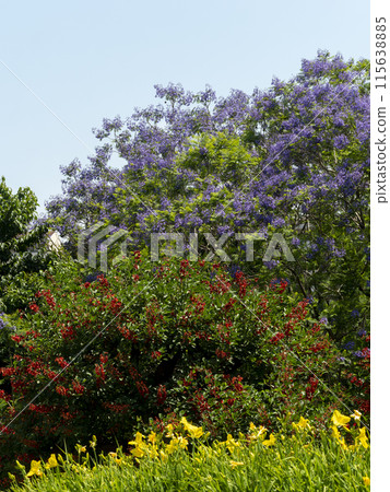 Scenery of a botanical garden with blooming summer flowers 115638885