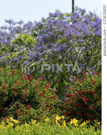 Scenery of a botanical garden with blooming summer flowers 115638892