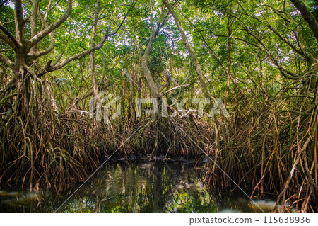 Mangrove habitat, roots and shoal of fish underwater Mangrove habitat, roots and shoal of fish underwater 115638936