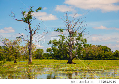 traditional Sri Lankan landscape. Small blue lake and trees around. traditional Sri Lankan landscape. Small blue lake and trees around. 115638949
