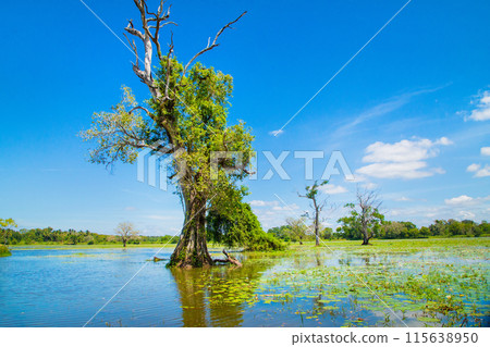 traditional Sri Lankan landscape. Small blue lake and trees around. traditional Sri Lankan landscape. Small blue lake and trees around. 115638950
