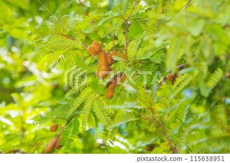Sweet tamarind and leaf on the tree. 115638951