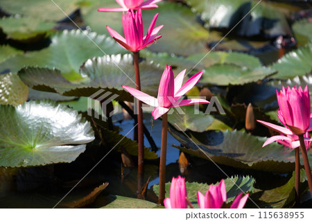Panoramic of blooming Lotus flower 115638955