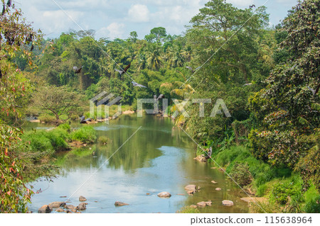 close-up hanging Mariana fruit bat Pteropus mariannus 115638964
