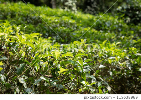 high mountain tea plantation in Sri Lanka high mountain tea plantation in Sri Lanka 115638969