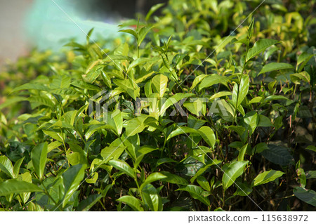 high mountain tea plantation in Sri Lanka 115638972