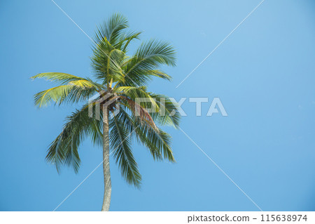 Silhouettes of palm trees against blue sky in hot country. 115638974