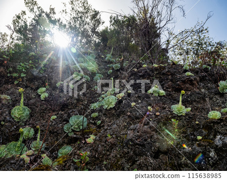 Close-up of Aeonium Succulent plant. Close-up of Aeonium Succulent plant. 115638985