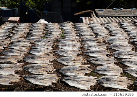 Tuna drying process on the coast of Sri Lanka 115639196